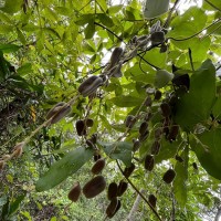 Dioscorea tomentosa J.Koenig ex Spreng.